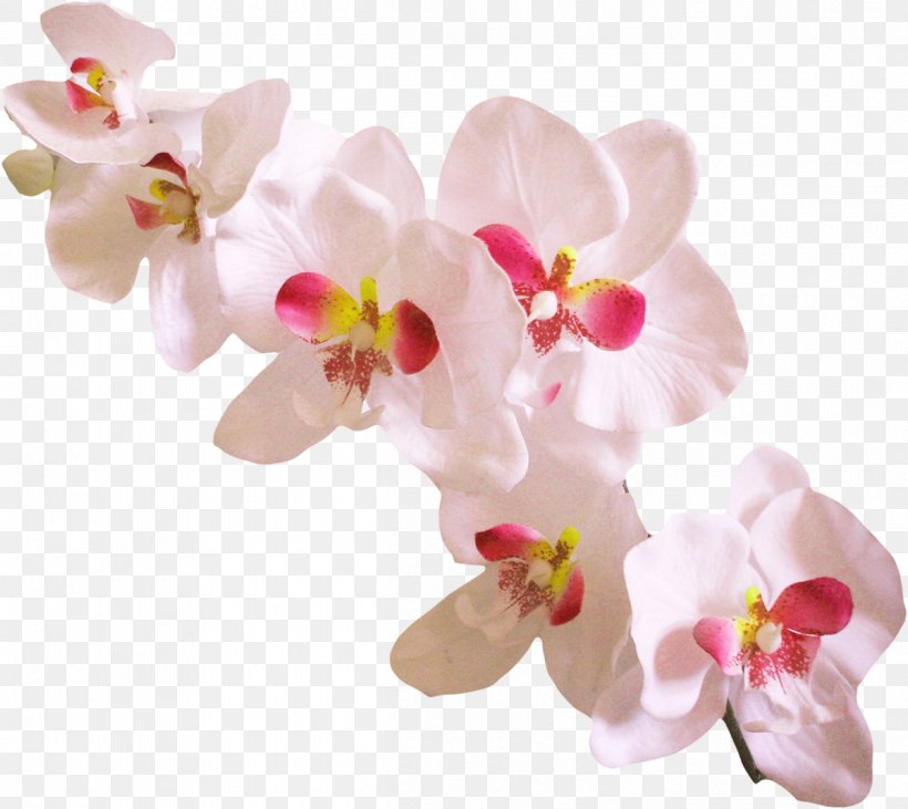 Orchids Dendrobium Clip Art, PNG, 1200x1070px, Orchids, Blossom, Cut Flowers, Dendrobium, Dia Download Free