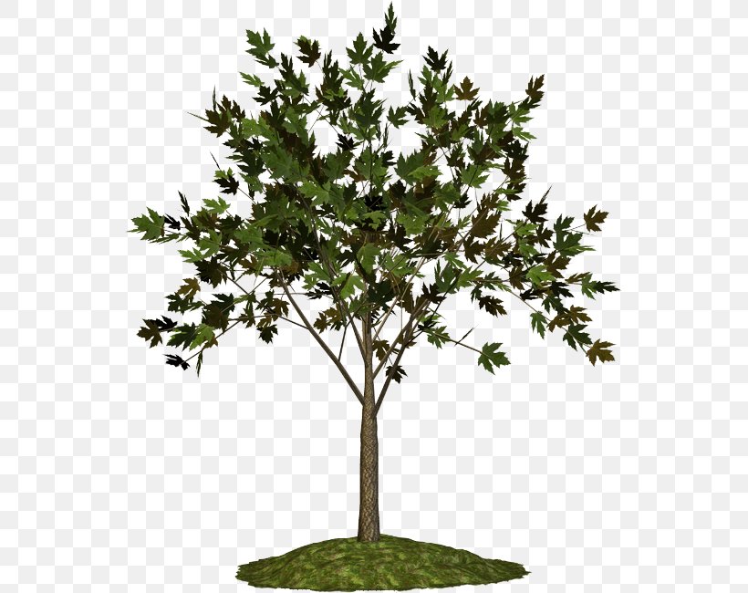 Twig Plant Stem Shrub Evergreen Leaf, PNG, 547x650px, Twig, Branch, Evergreen, Family, Flower Download Free