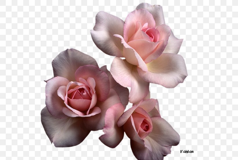 Garden Roses Cabbage Rose Floribunda Hybrid Tea Rose Pink, PNG, 570x551px, Garden Roses, Artificial Flower, Cabbage Rose, Color, Cut Flowers Download Free