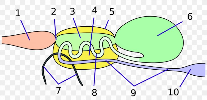 Insect Physiology Aparato Digestivo True Bugs Human Digestive System, PNG, 1280x622px, Watercolor, Cartoon, Flower, Frame, Heart Download Free