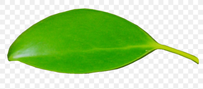 Leaf, PNG, 3271x1452px, Leaf, Grass, Green, Plant Download Free