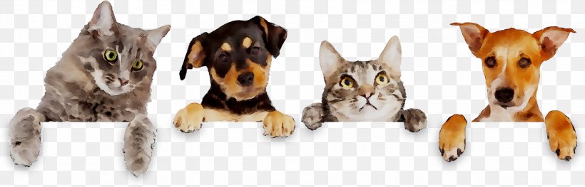 Cat Dog Breed Day Of Pre-school Teacher And All Pre-school Staff Kenya Society For The Protection & Care Of Animals, PNG, 2659x853px, 2018, Cat, Animal Figure, Animal Shelter, Canidae Download Free
