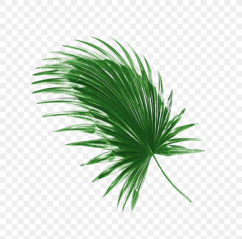 Palm Trees, PNG, 1456x1440px, Palm Trees, Biology, Leaf, Plant Structure, Plants Download Free