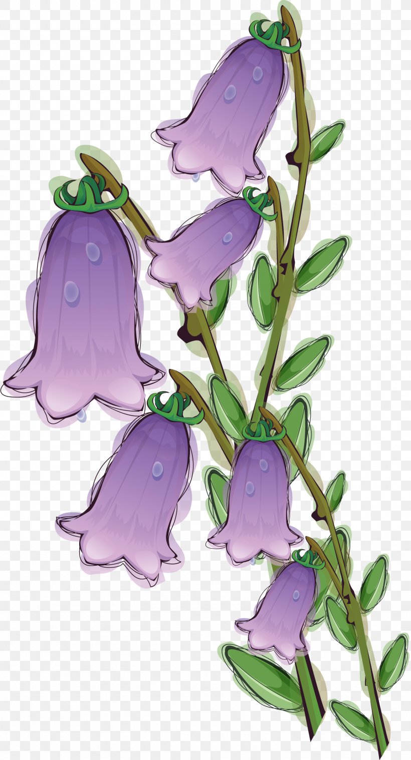 Flower Clip Art, PNG, 1562x2892px, Flower, Bellflower Family, Branch, Drawing, Flora Download Free