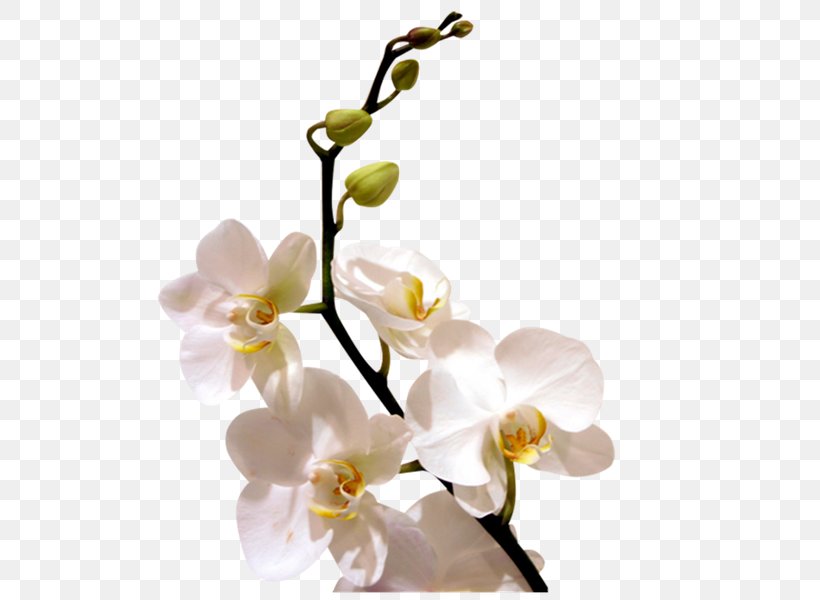 Orchids Flower Desktop Wallpaper, PNG, 600x600px, Orchids, Blossom, Branch, Cut Flowers, Flower Download Free