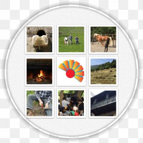 Collage PNG