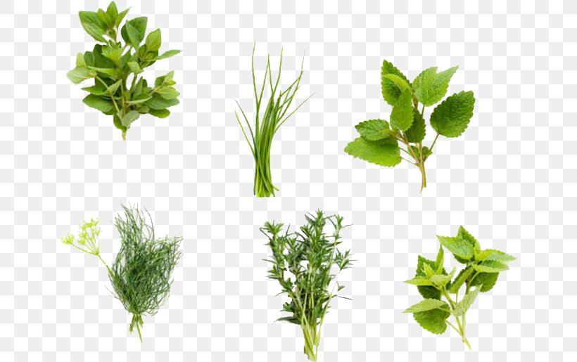 Fines Herbes Organic Food Plant Coriander, PNG, 650x515px, Herb, Chervil, Cooking, Coriander, Culinary Art Download Free