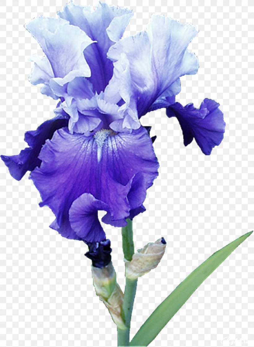 Irises Cut Flowers Plant, PNG, 877x1200px, Irises, Blue, Butterflies And Moths, Cut Flowers, Digital Image Download Free