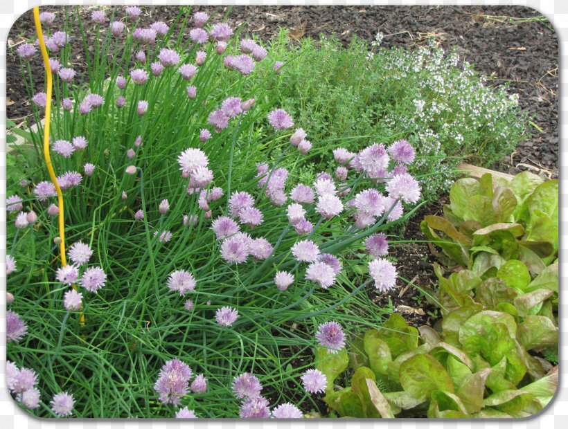 Chives Groundcover Herbaceous Plant Annual Plant Lawn, PNG, 1600x1211px, Chives, Annual Plant, Family, Flower, Flowering Plant Download Free