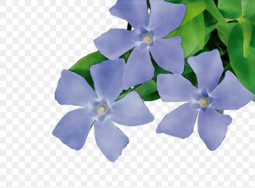 Flower Petal Blue Plant Periwinkle, PNG, 930x684px, Watercolor, Blue, Borage Family, Flower, Lobelia Download Free