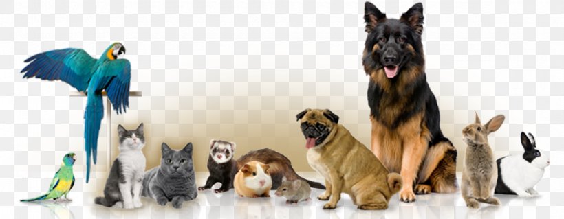 Pet Sitting Dog Cat Guinea Pig, PNG, 1180x460px, Pet Sitting, Animal, Blessing Of Animals, Carnivoran, Cat Download Free