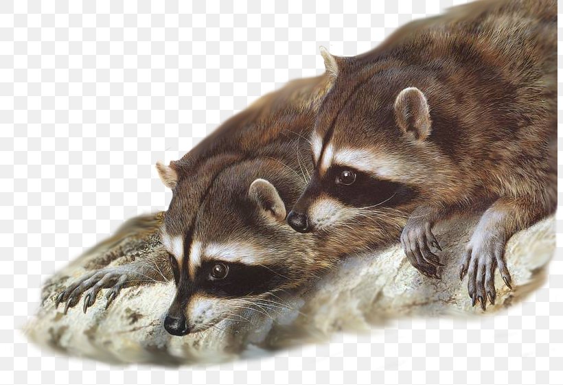Raccoon Painting Wildlife Desktop Wallpaper Gray Wolf, PNG, 805x561px, Raccoon, Animal, Art, Artist, Carl Brenders Download Free
