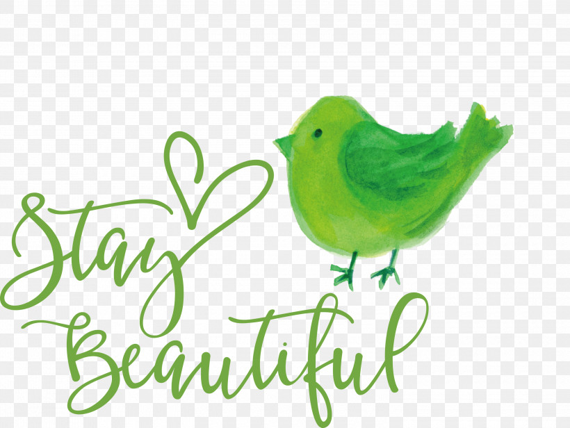 Stay Beautiful Fashion, PNG, 3000x2255px, Stay Beautiful, Beak, Biology, Birds, Fashion Download Free