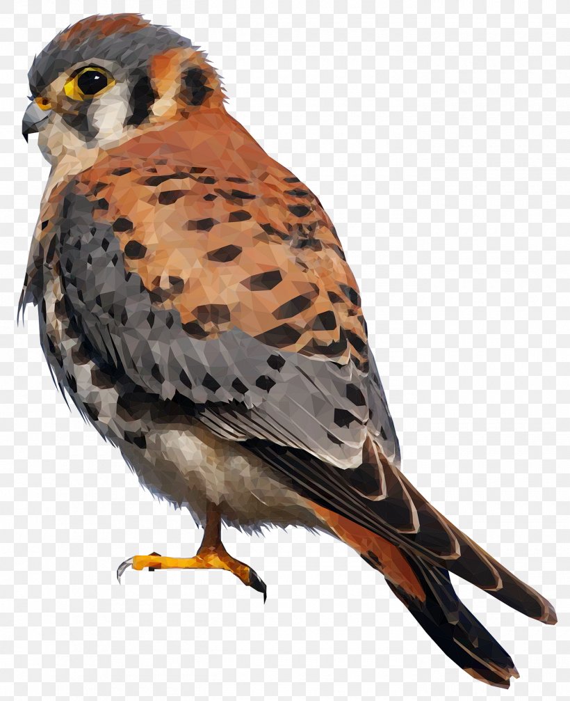 American Kestrel Bird, PNG, 1400x1720px, 47 Ronin, American Kestrel, Animal, Art, Beak Download Free