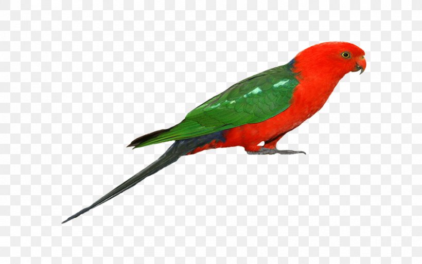 Budgerigar Parrot Bird Macaw Pet, PNG, 957x600px, Budgerigar, Beak, Bird, Cat, Common Pet Parakeet Download Free