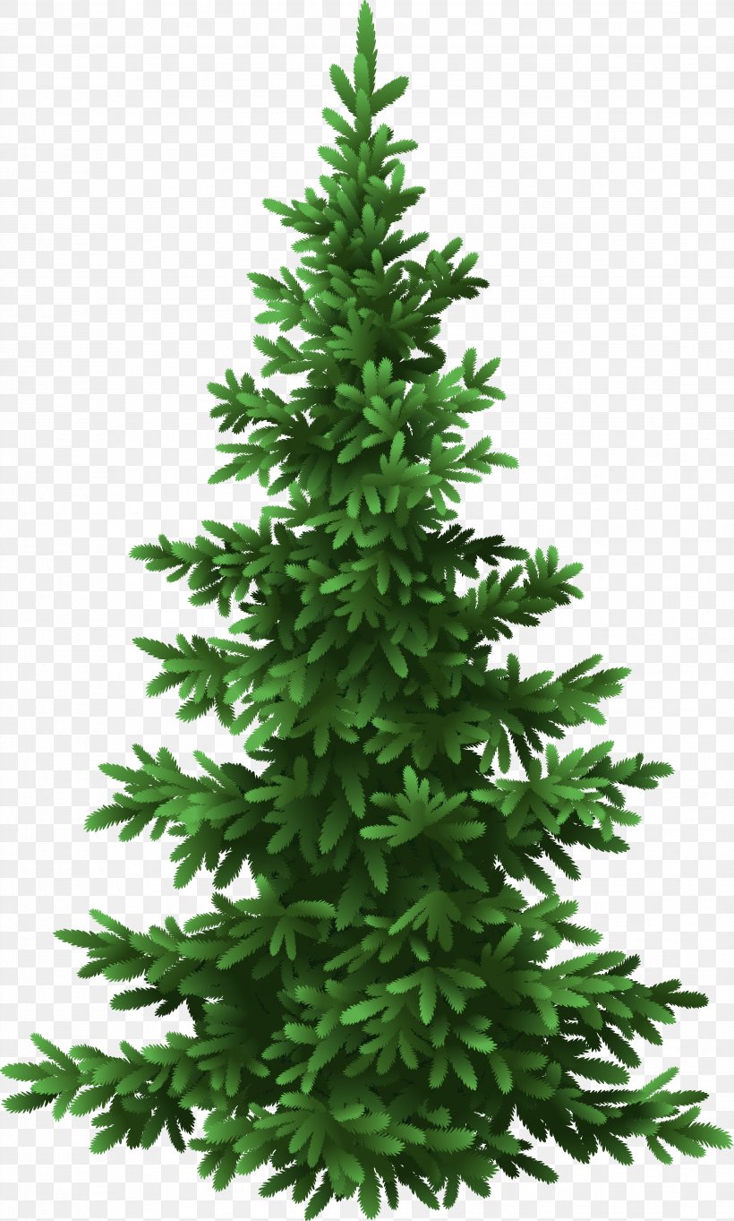 Fir Tree Pine Christmas, PNG, 3458x5748px, Fir, Christmas, Christmas Decoration, Christmas Tree, Conifer Download Free