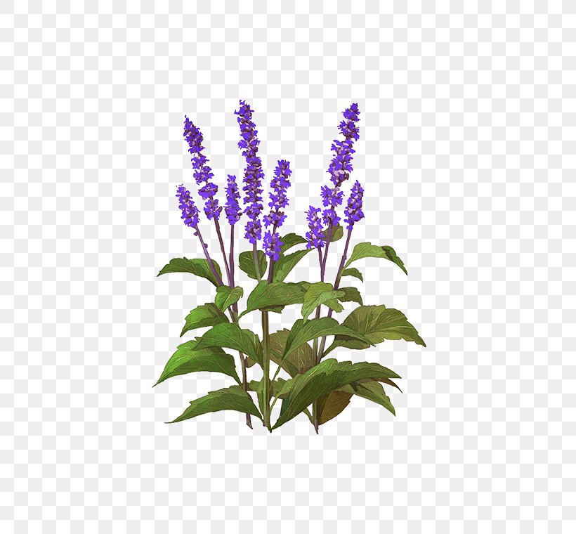 Lavender Flowerpot Hyssopus Common Sage Lupin Limited, PNG, 472x760px, Lavender, Common Sage, Flower, Flowering Plant, Flowerpot Download Free