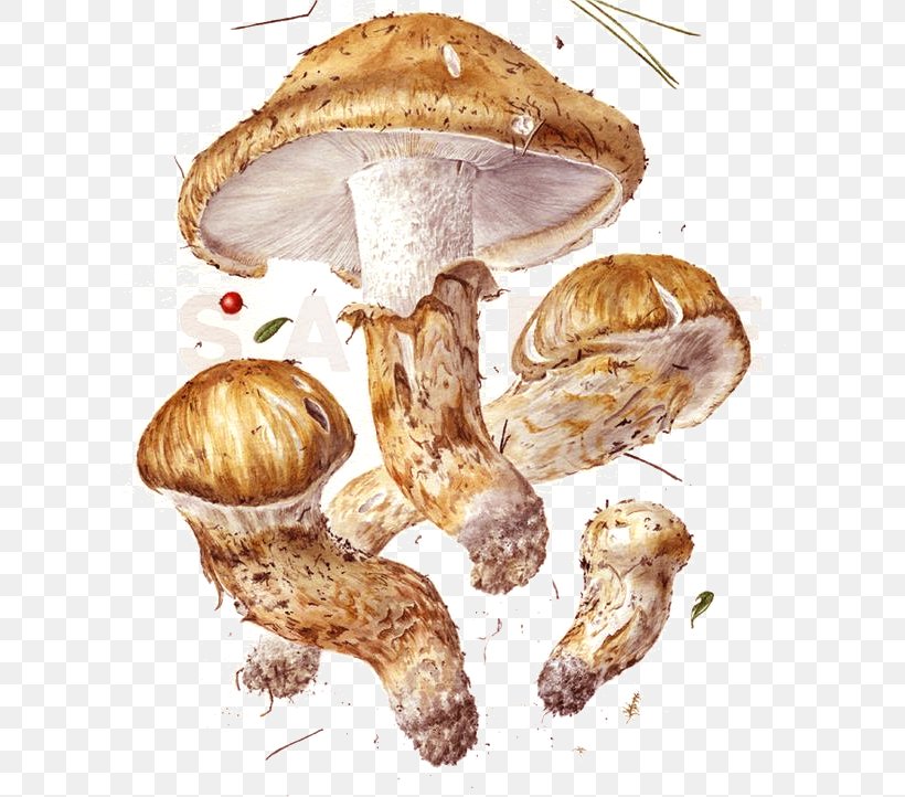 Mushroom Fungus Art Botanical Illustration Drawing, PNG, 605x722px, Mushroom, Agaric, Agaricaceae, Agaricomycetes, Agaricus Download Free