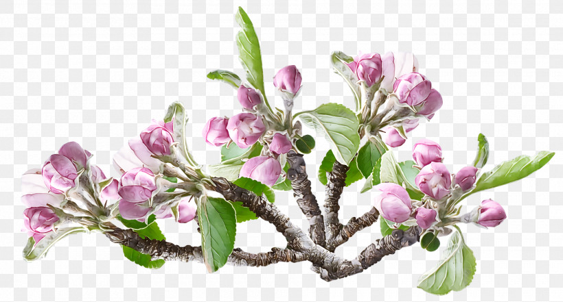 Spring, PNG, 1920x1034px, Spring, Blossom, Branch, Cut Flowers, Daphne Download Free