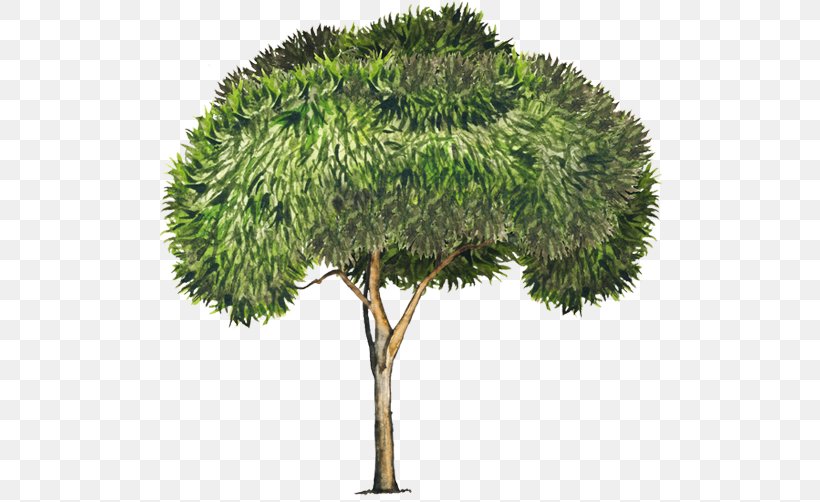 Tree Acacia Retinodes Acacia Longifolia Acacia Melanoxylon, PNG, 750x502px, Tree, Acacia, Acacia Dealbata, Acacia Longifolia, Acacia Melanoxylon Download Free