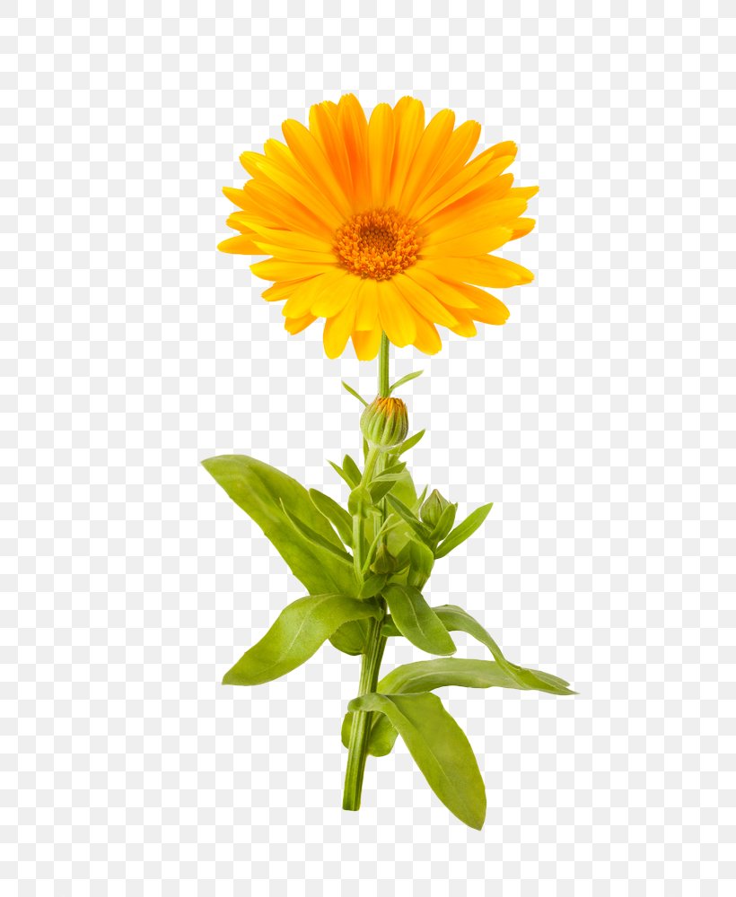Calendula Officinalis Mexican Marigold Flower Stock Photography, PNG, 680x1000px, Calendula Officinalis, Annual Plant, Calendula, Cut Flowers, Daisy Download Free
