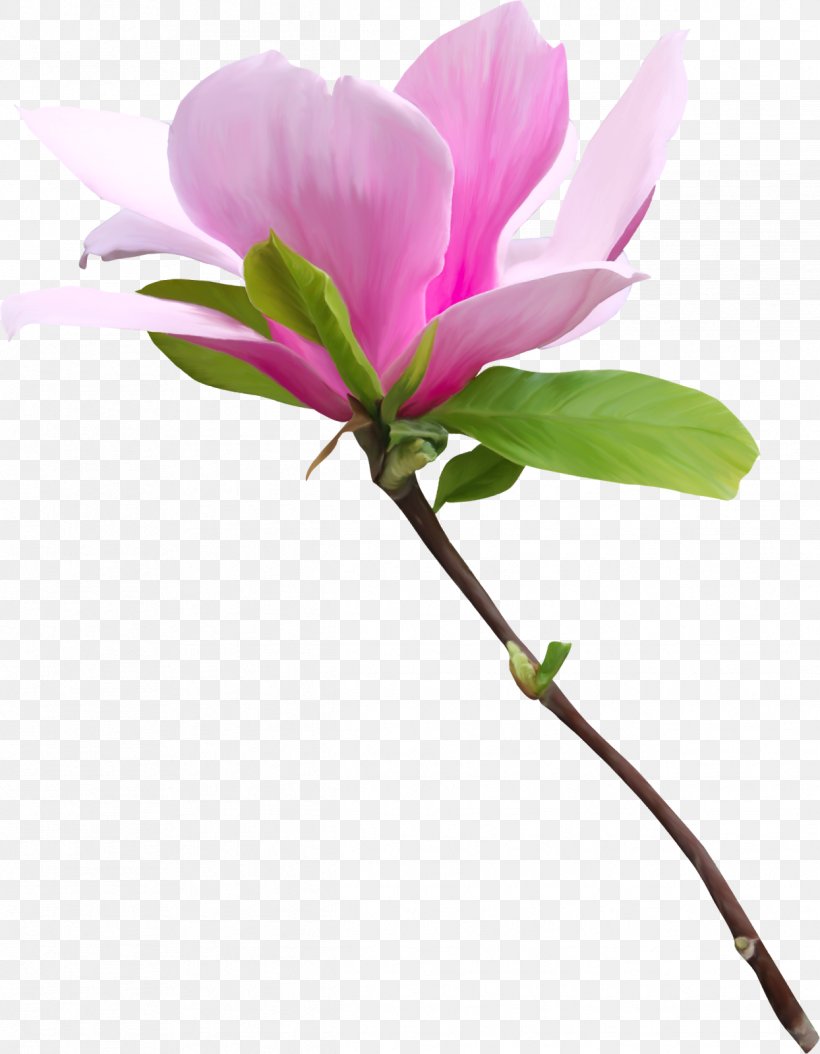 Flower Clip Art, PNG, 1244x1600px, Flower, Blossom, Branch, Cut Flowers, Designer Download Free