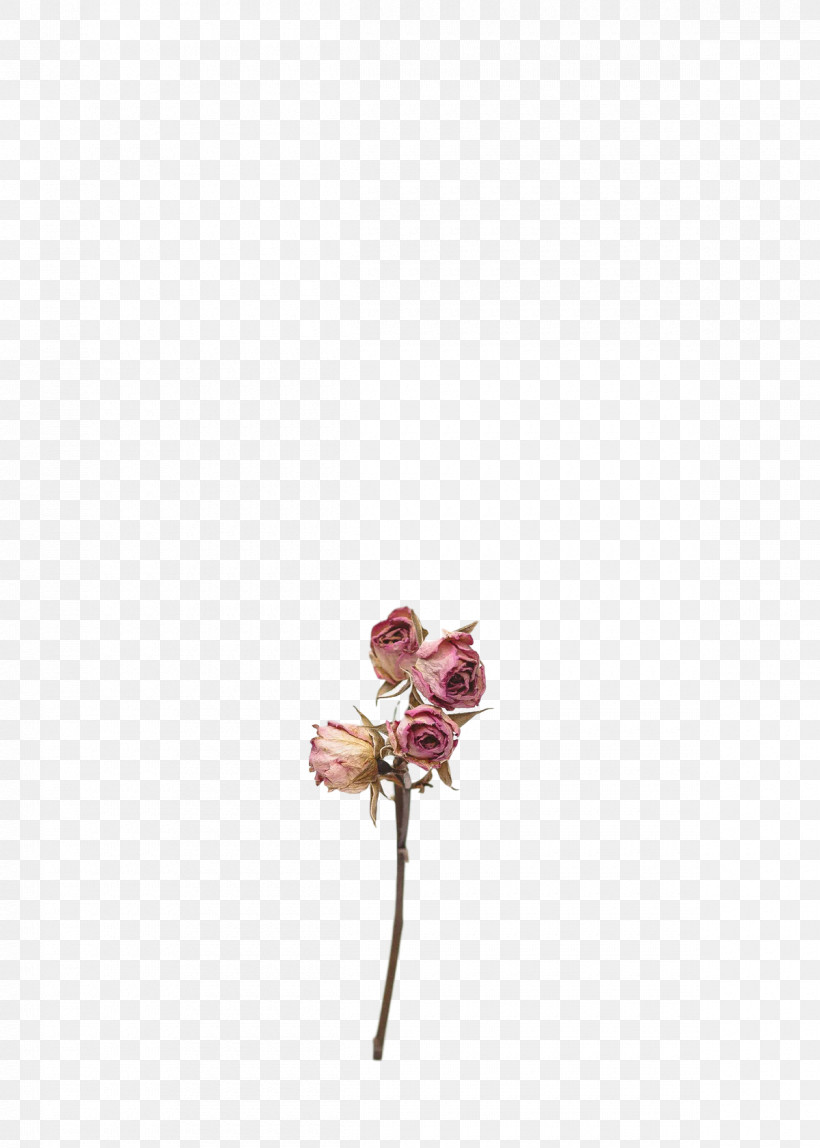 Rose, PNG, 1200x1680px, Plant Stem, Biology, Cut Flowers, Flower, Lilac M Download Free