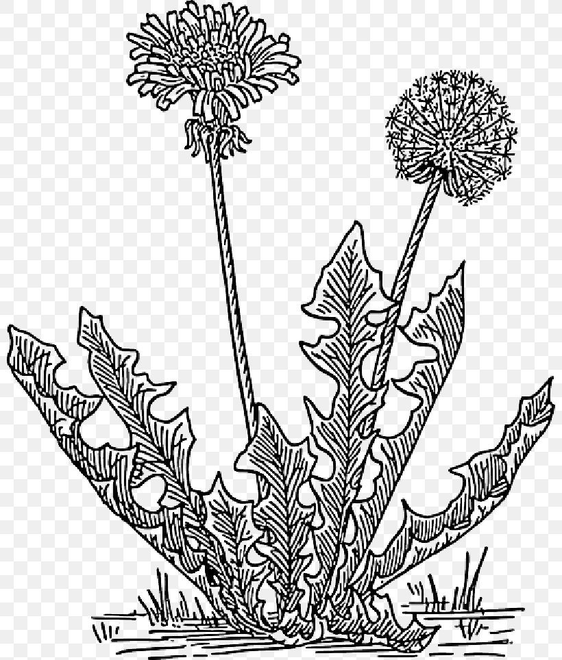 Clip Art Openclipart, PNG, 800x964px, Lawn, Botany, Dandelion Grass, Drawing, Flower Download Free
