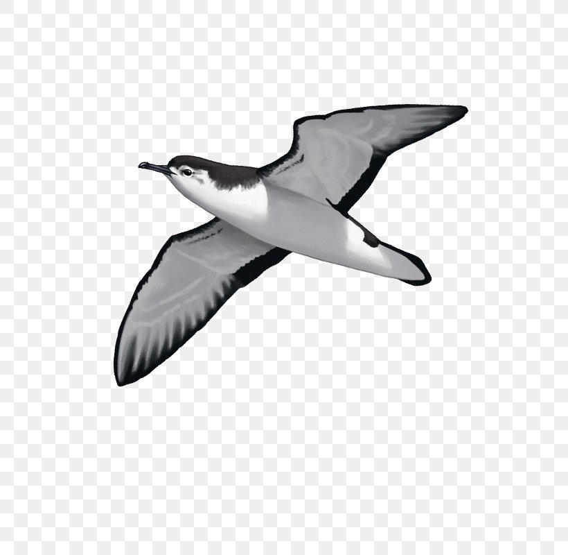 European Herring Gull Audubon's Shearwater Seabird Gulls, PNG, 800x800px, European Herring Gull, Albatross, Beak, Bird, Black And White Download Free