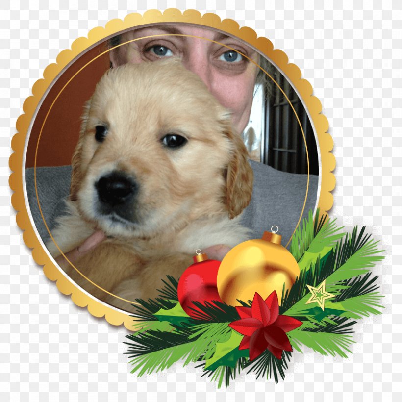Golden Retriever Puppy Labrador Retriever Siberian Husky, PNG, 850x850px, Golden Retriever, Animal, Canidae, Carnivora, Carnivoran Download Free