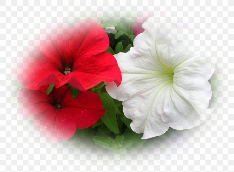 Mallows Annual Plant Petunia Herbaceous Plant, PNG, 892x656px, Mallows, Annual Plant, Family, Flower, Flowering Plant Download Free