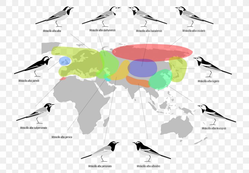 Palearctic Realm Biogeographic Realm White Wagtail Bird Biogeography, PNG, 1920x1339px, Palearctic Realm, Beak, Biogeographic Realm, Biogeography, Bird Download Free