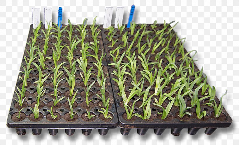 Plant Propagation Tissue Culture Herbaceous Plant Perennial Plant, PNG, 1058x644px, Plant, Almond, Coral Bells, Cordyline, Echeveria Download Free