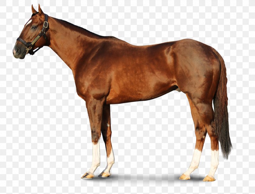 Thoroughbred Stallion WinStar Farm Foal Darby Dan Farm, PNG, 1800x1371px, Thoroughbred, Bridle, Colt, Curlin, Darley Stud Download Free