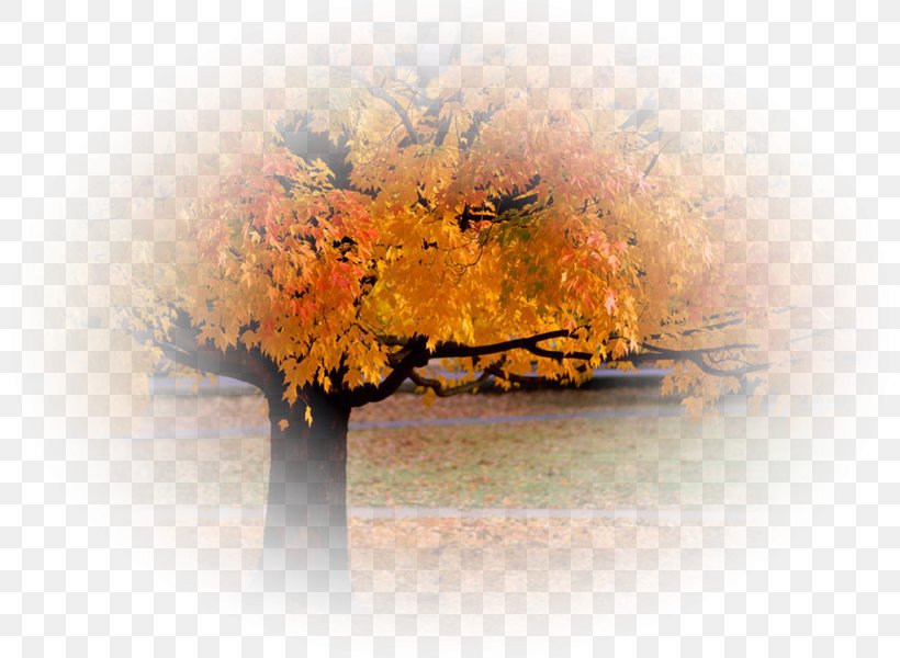 Autumn Leaf Color Tree Desktop Wallpaper, PNG, 800x600px, Autumn, Autumn Leaf Color, Fog, Forest, Landscape Download Free