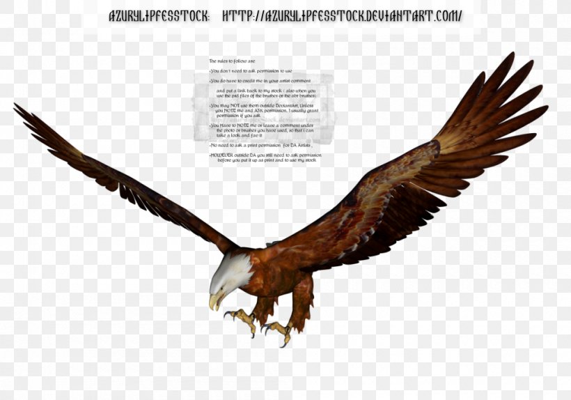 Bird Of Prey Bald Eagle Accipitriformes, PNG, 1000x700px, Bird, Accipitriformes, Animal, Bald Eagle, Beak Download Free