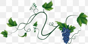Grapes - Common Grape Vine Wine Grape Leaves PNG