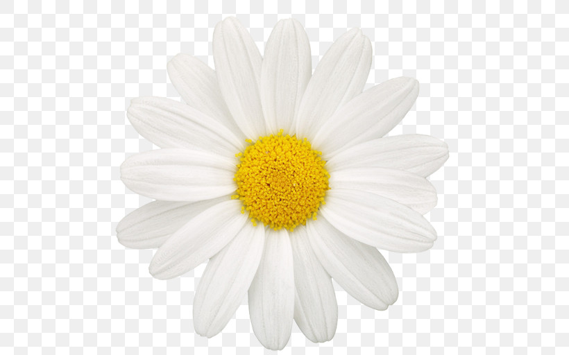 Daisy, PNG, 512x512px, Oxeye Daisy, Aster, Asterales, Barberton Daisy, Blackandwhite Download Free