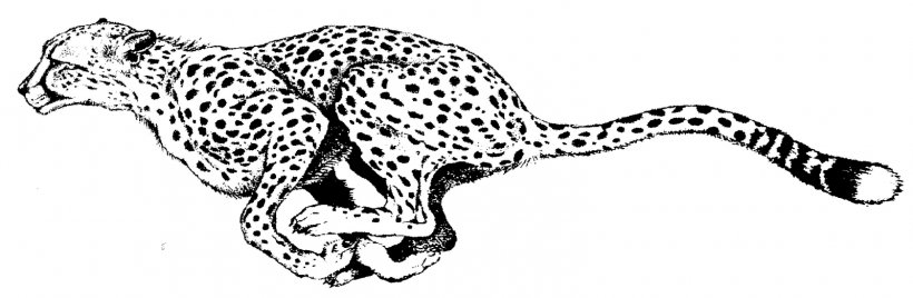 South African Cheetah Coloring Book Leopard Adult Child, PNG, 1600x524px, South African Cheetah, Adult, Animal, Animal Figure, Big Cats Download Free
