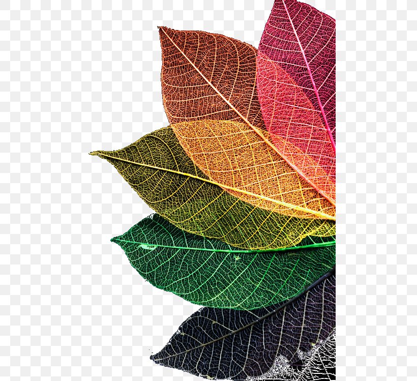 Autumn Leaf Color Rainbow Autumn Leaf Color, PNG, 500x749px, Color, Autumn, Autumn Leaf Color, Fig Leaf, Green Download Free
