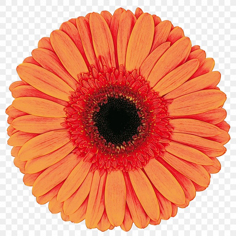 Transvaal Daisy Cut Flowers Vase Life Floristry Orange, PNG, 1772x1772px, Transvaal Daisy, Artificial Flower, Asterales, Barberton Daisy, Black Download Free