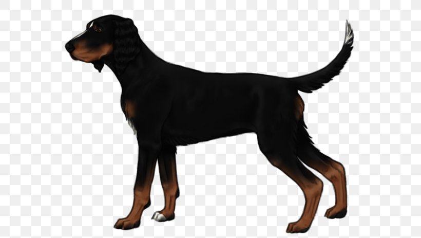 Dobermann Black And Tan Coonhound Greek Harehound Austrian Black And Tan Hound German Pinscher, PNG, 600x463px, Dobermann, Austrian Black And Tan Hound, Bavarian Mountain Hound, Black And Tan Coonhound, Carnivoran Download Free