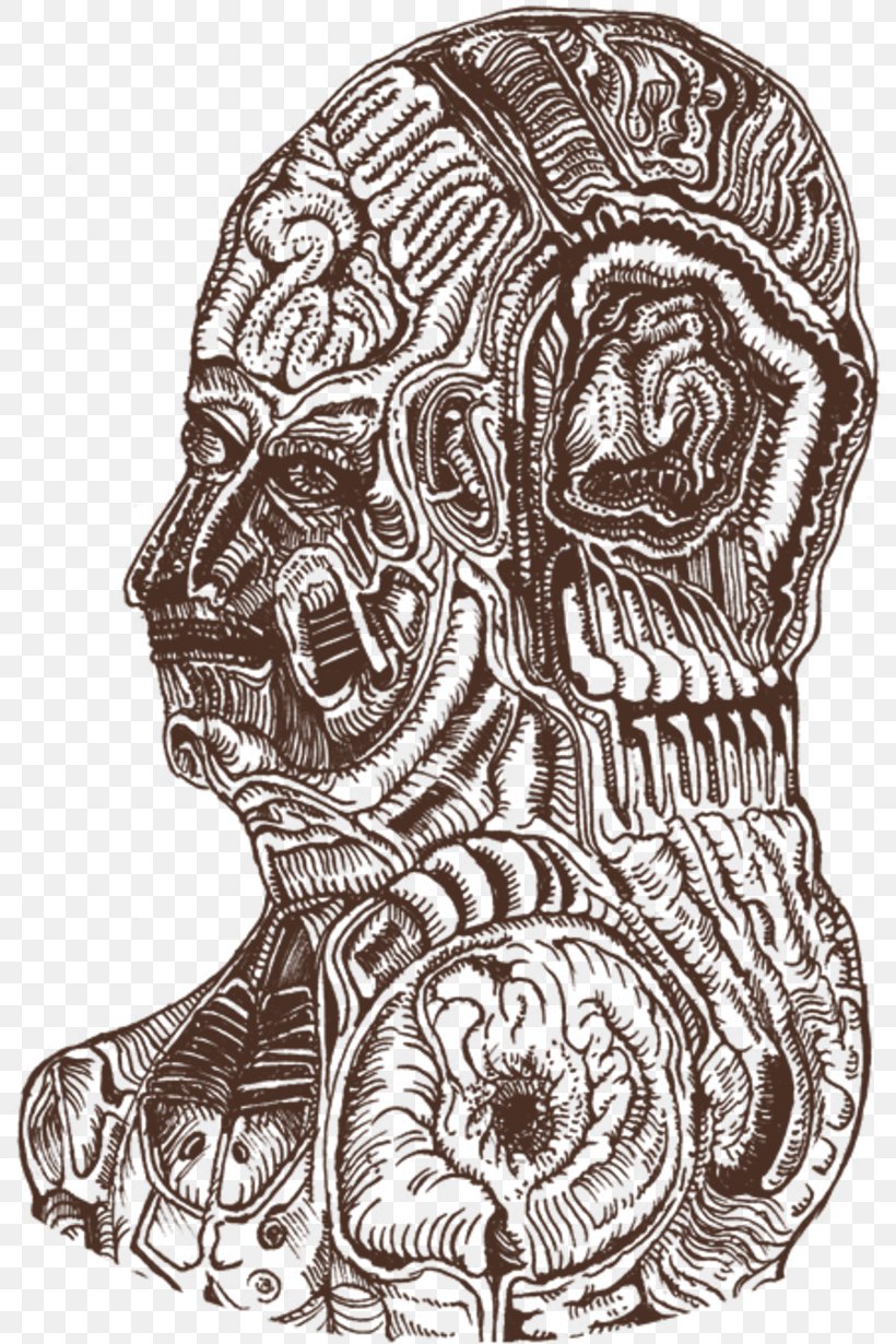 Homo Sapiens Visual Arts Headgear Sketch, PNG, 800x1230px, Homo Sapiens, Art, Black And White, Bone, Drawing Download Free