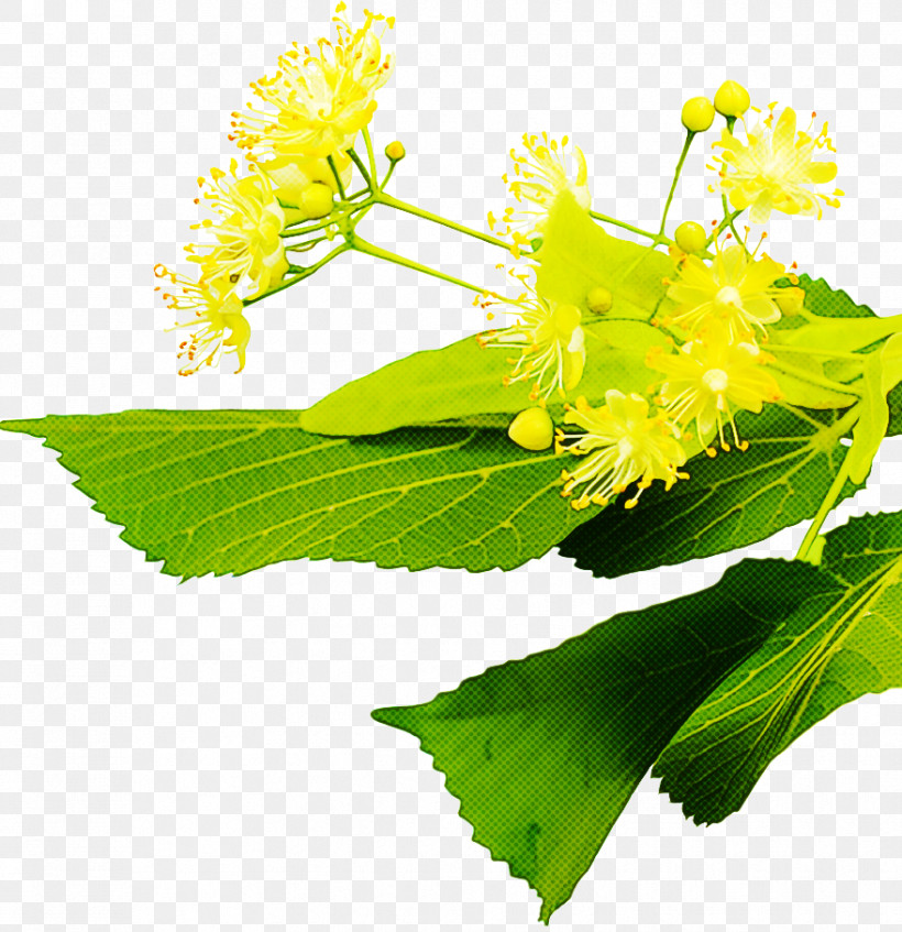 Mimosa, PNG, 879x909px, Flower, Biology, Mimosa, Plant, Science Download Free