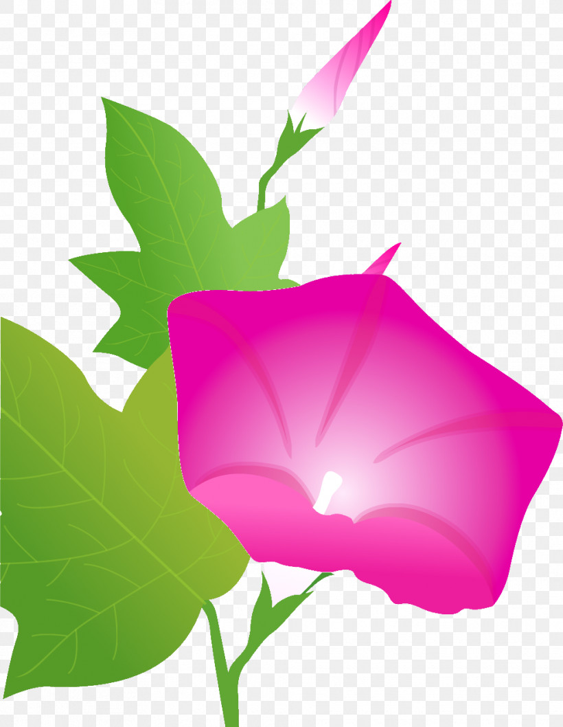 Morning Glory Summer Flower, PNG, 985x1271px, Morning Glory, Biology, Computer, Leaf, M Download Free