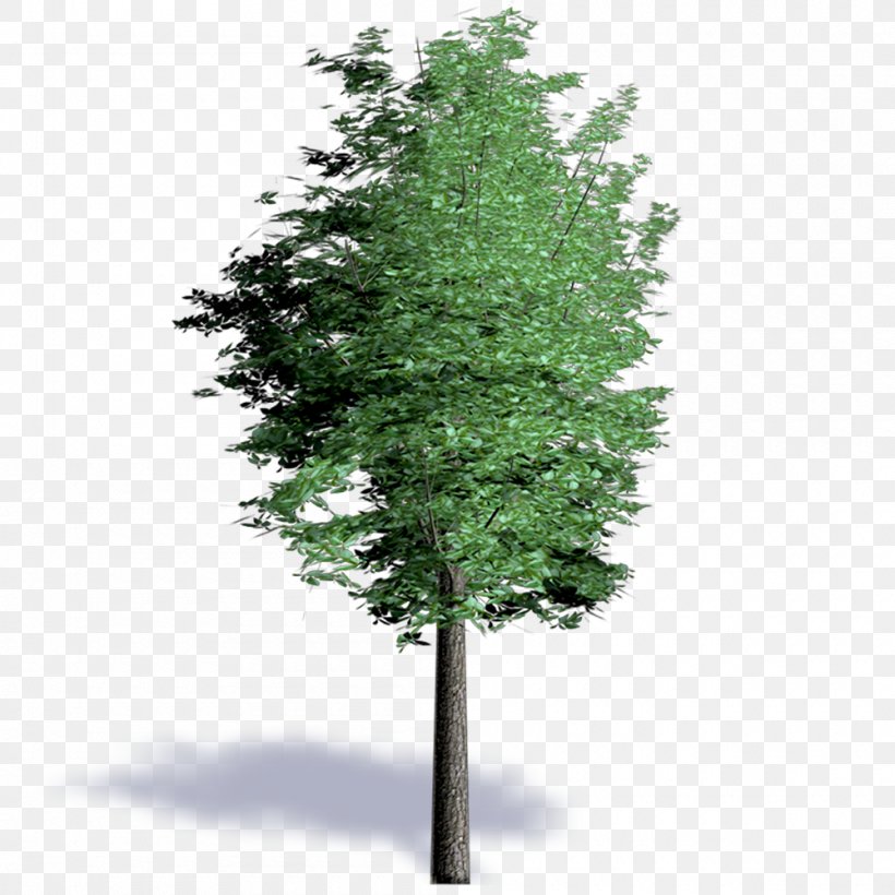 Spruce Larch Evergreen Shrub Leaf, PNG, 1000x1000px, Spruce, Branch, Branching, Conifer, Evergreen Download Free