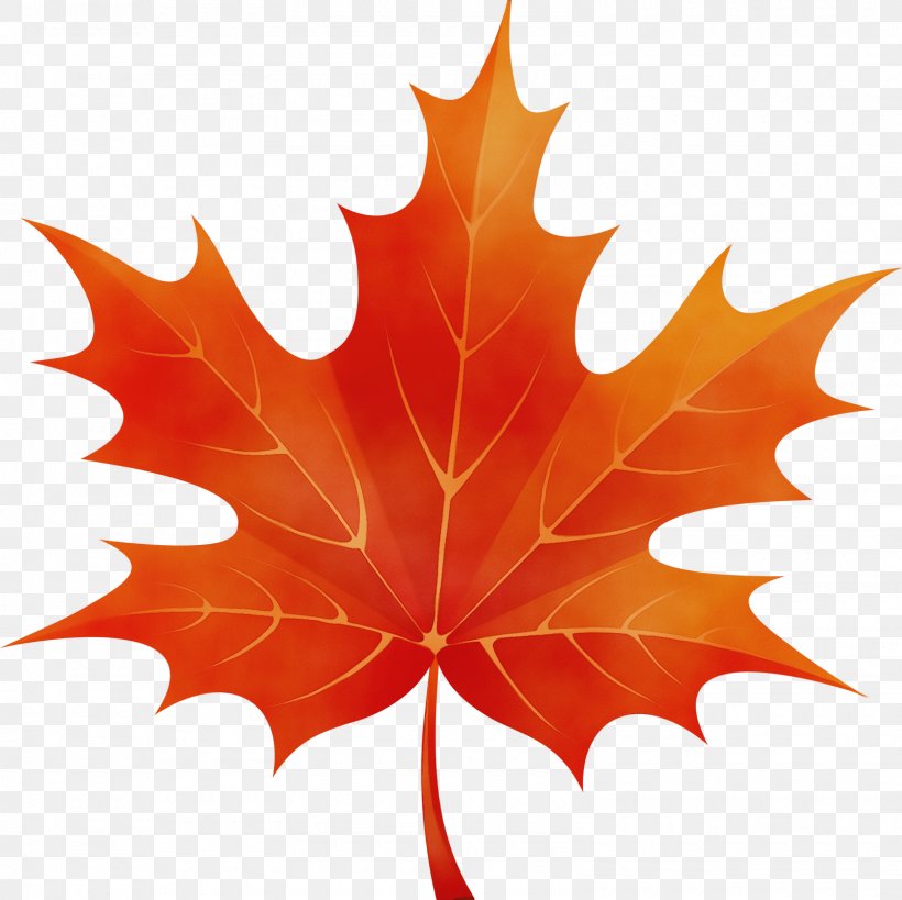 Autumn Tree Silhouette, PNG, 1600x1600px, Watercolor, Autumn, Autumn Leaf Color, Black Maple, Cartoon Download Free