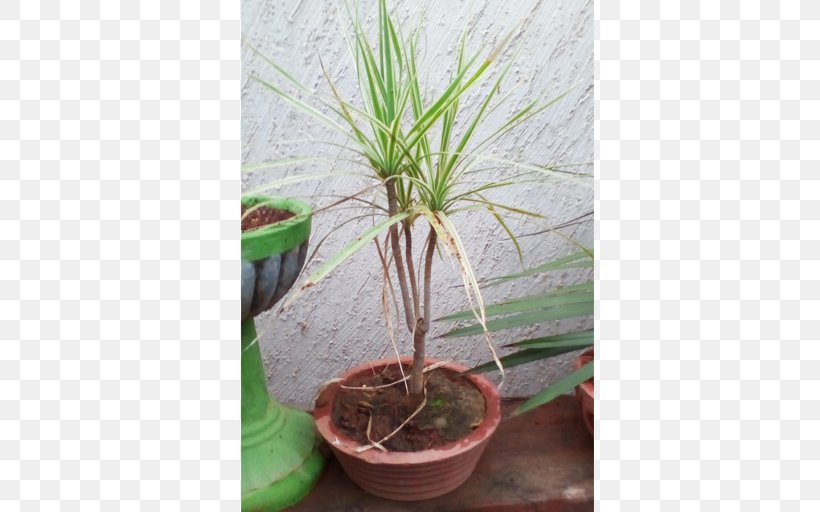 Houseplant Dracaena Fragrans Flowerpot Tree Bonsai, PNG, 512x512px, Houseplant, Arecales, Bonsai, Candelabra, Ceramic Download Free