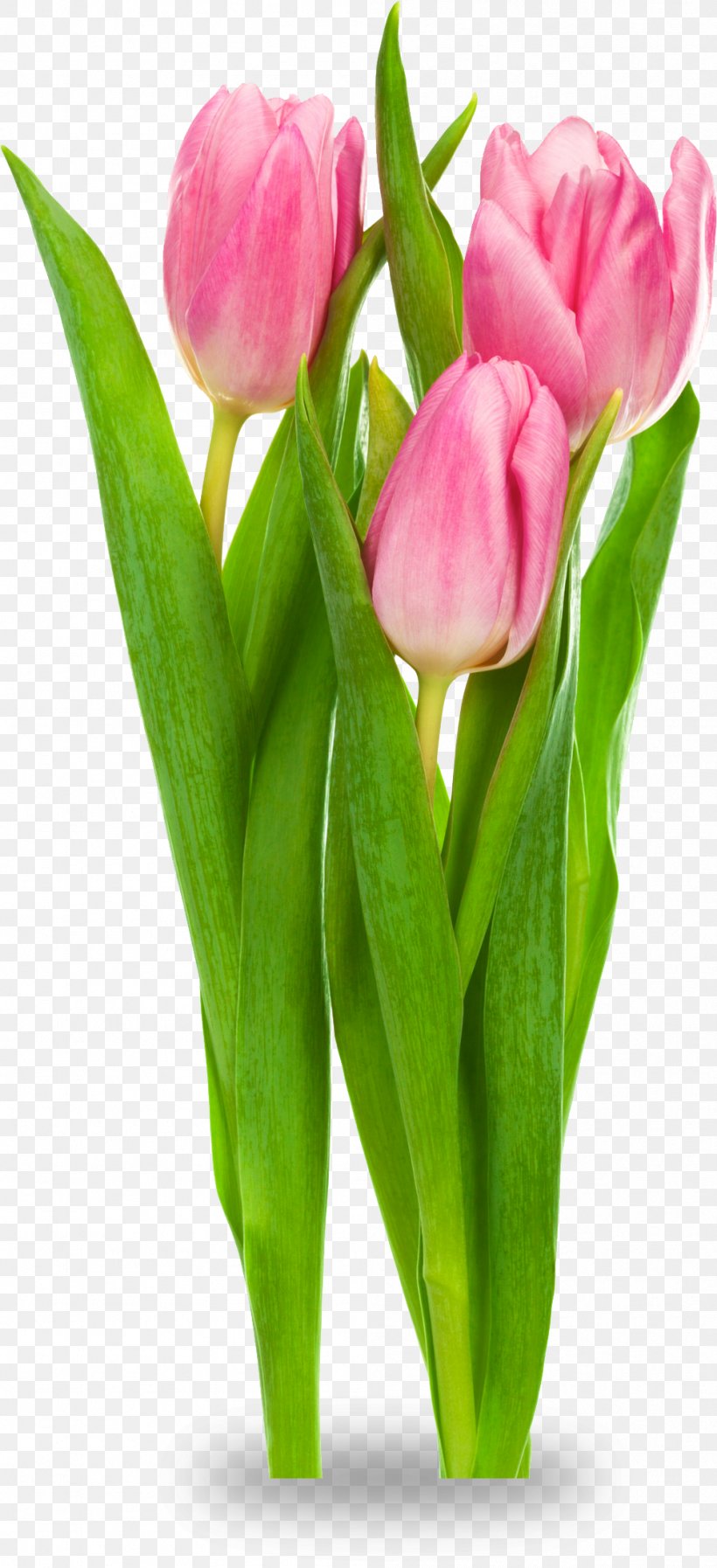 Indira Gandhi Memorial Tulip Garden Tulipa Gesneriana Flower Clip Art, PNG, 999x2186px, Indira Gandhi Memorial Tulip Garden, Bud, Cut Flowers, Floral Design, Floristry Download Free