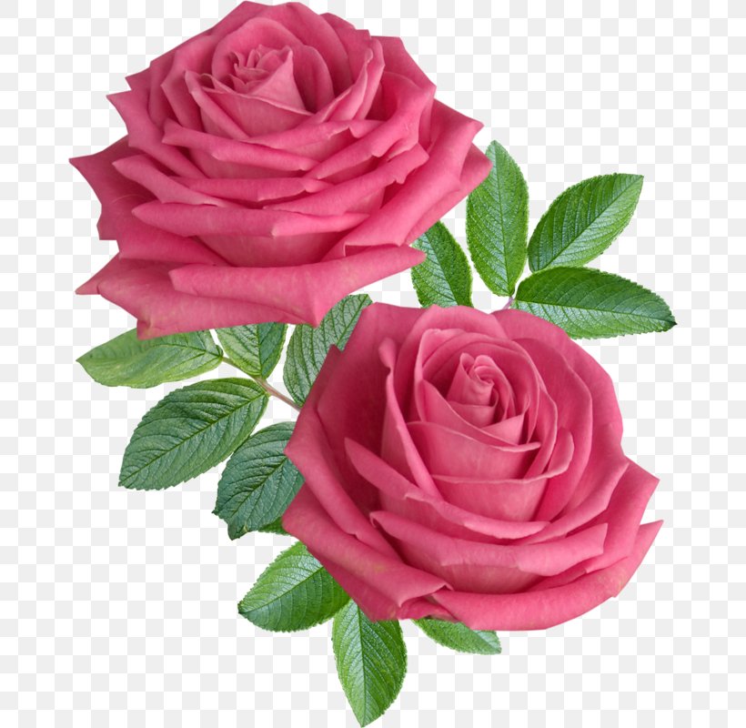 Rose Flower Stock Photography Desktop Wallpaper, PNG, 670x800px, Rose ...